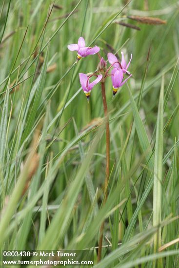 Dodecatheon pulchellum ssp. pulchellum (D. pauciflorum)