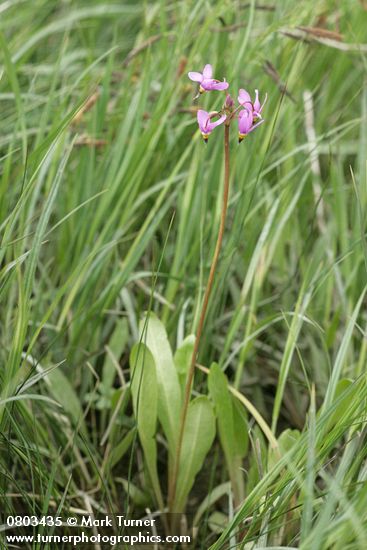 Dodecatheon pulchellum ssp. pulchellum (D. pauciflorum)