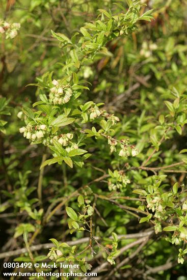 Vaccinium myrtilloides