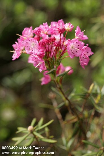 Kalmia microphylla