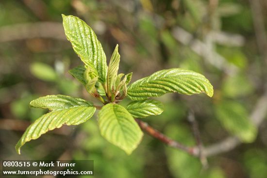 Frangula purshiana (Rhamnus purshiana)
