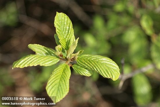 Frangula purshiana (Rhamnus purshiana)