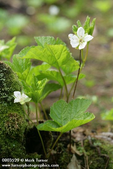 Rubus chamaemorus