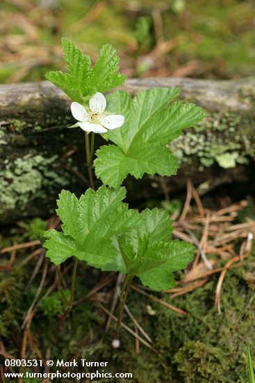 Rubus chamaemorus