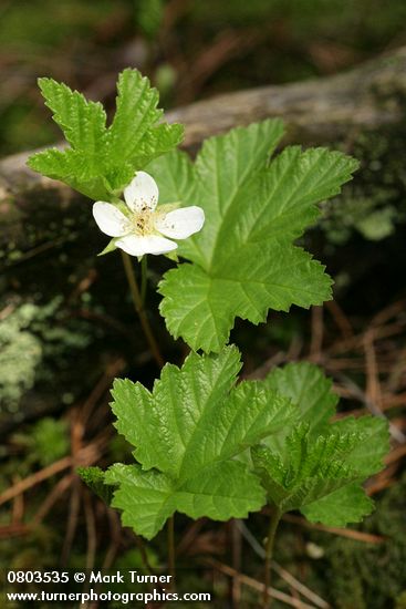 Rubus chamaemorus