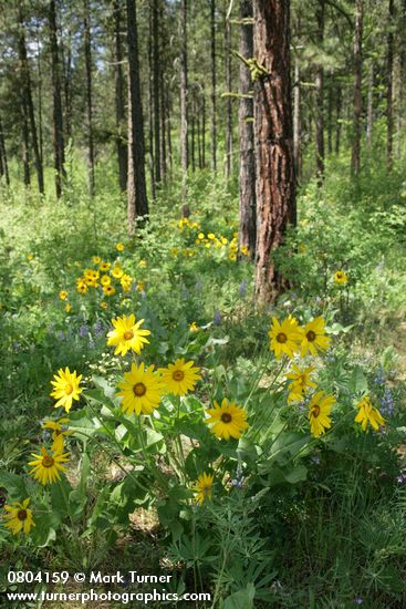 Balsamorhiza sagittata; Lupinus wyethii; Pinus ponderosa