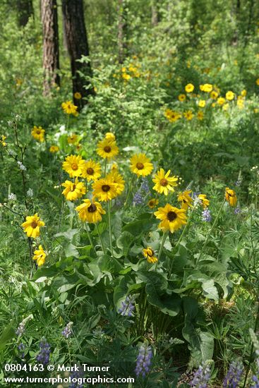 Balsamorhiza sagittata; Lupinus wyethii