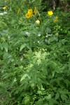 Western Sweet Cicely w/ Arrow-leaf Balsamroot soft bkgnd