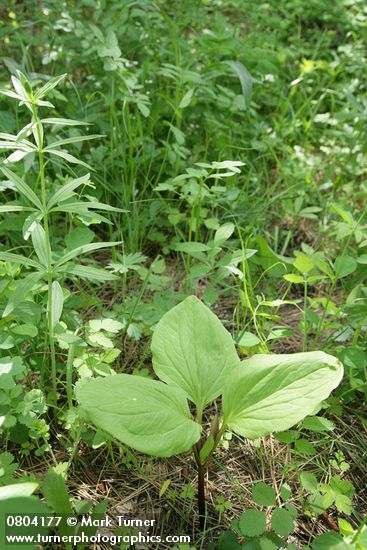 Trillium petiolatum