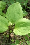 Roundleaf Trillium
