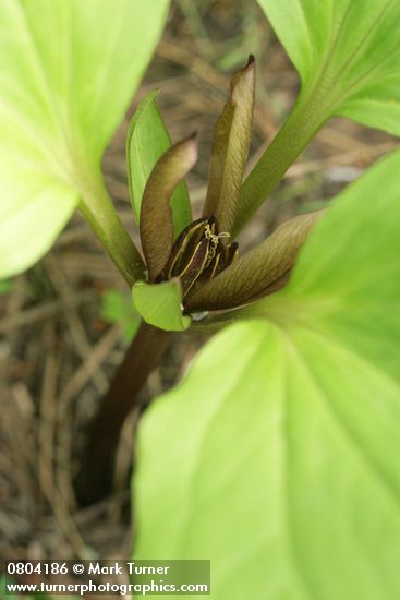 Trillium petiolatum