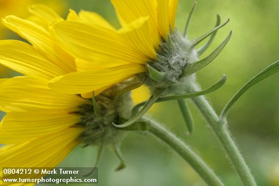 Balsamorhiza sagittata