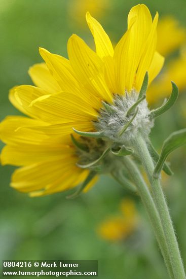 Balsamorhiza sagittata