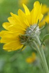 Arrow-leaf Balsamroot blossoms underside detail