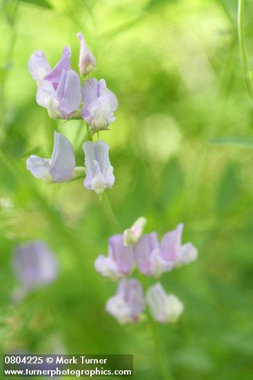 Vicia americana