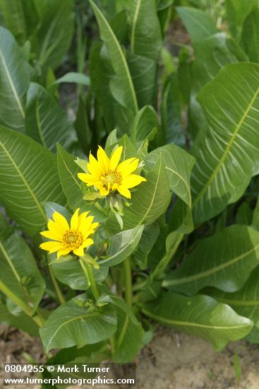 Wyethia amplexicaulis