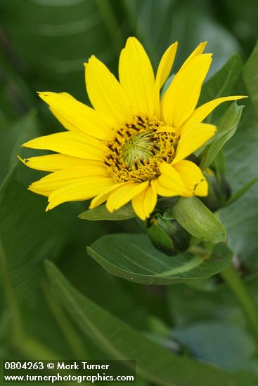 Wyethia amplexicaulis