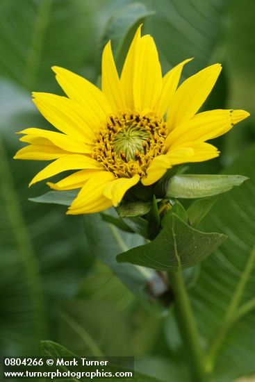 Wyethia amplexicaulis