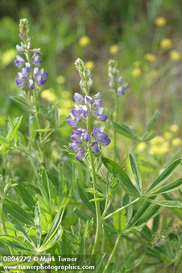 Lupinus wyethii
