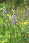 Wyeth's Lupines
