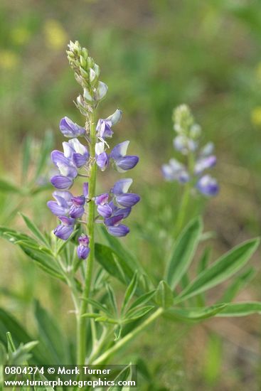Lupinus wyethii