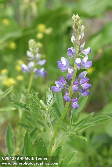 Lupinus wyethii