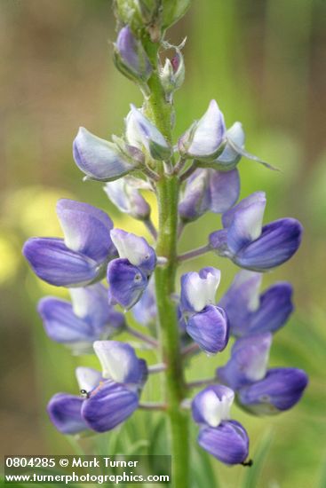 Lupinus wyethii