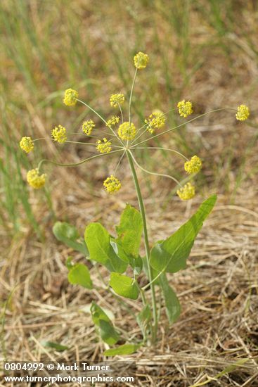 Lomatium nudicaule