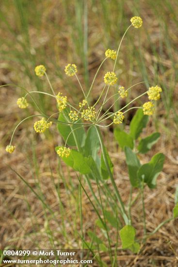Lomatium nudicaule