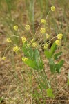 Barestem Desert Parsley