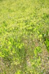 Barestem Desert Parsley in meadow