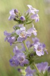 Fuzzytongue Penstemon blossoms