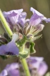 Fuzzytongue Penstemon blossoms detail