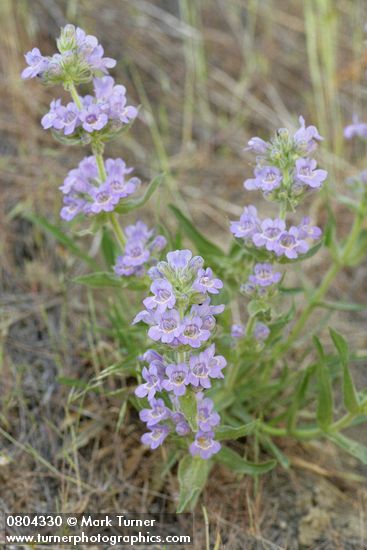 Penstemon eriantherus var. whitedii
