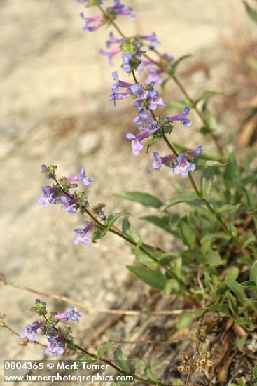 Penstemon pruinosus