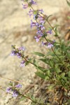 Chelan Penstemon