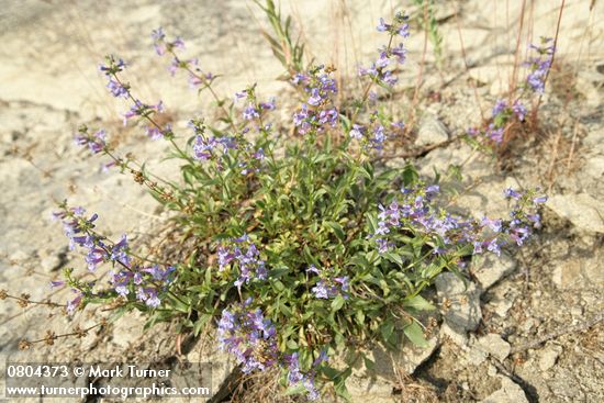 Penstemon pruinosus