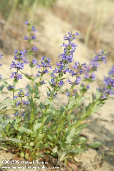 Penstemon pruinosus