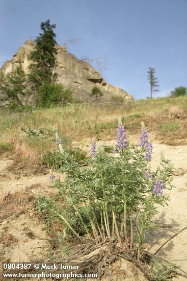 Lupinus sericeus