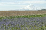 Common Camas at edge of plowed field w/ Mt. Adams bkgnd