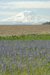 Common Camas at edge of plowed field w/ Mt. Adams bkgnd