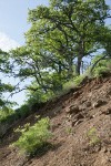 Suksdorf's Desert Parsley on hillside under Garry Oaks