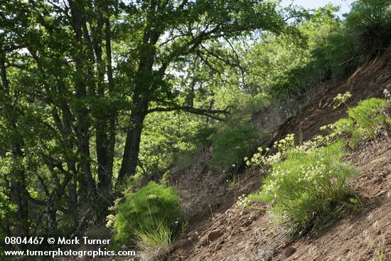 Lomatium suksdorfii; Quercus garryana