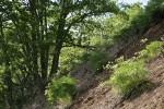 Suksdorf's Desert Parsley on hillside under Garry Oaks