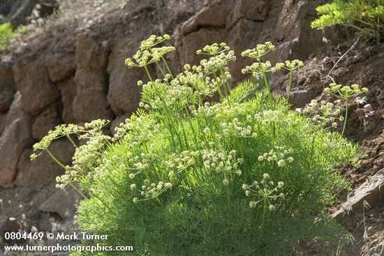 Lomatium suksdorfii