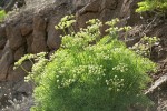 Suksdorf's Desert Parsley
