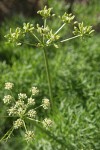 Suksdorf's Desert Parsley blossoms & immature seeds