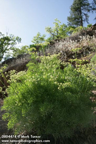 Lomatium suksdorfii