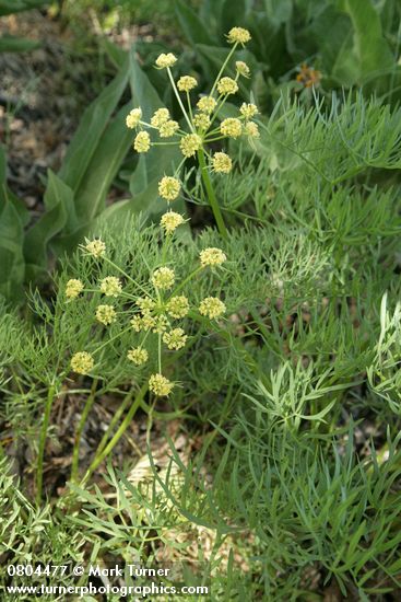 Lomatium suksdorfii