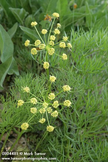 Lomatium suksdorfii